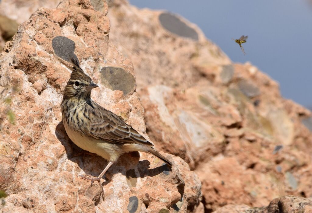 Crested Larkadult post breeding, identification