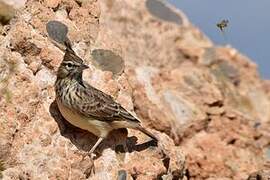 Crested Lark