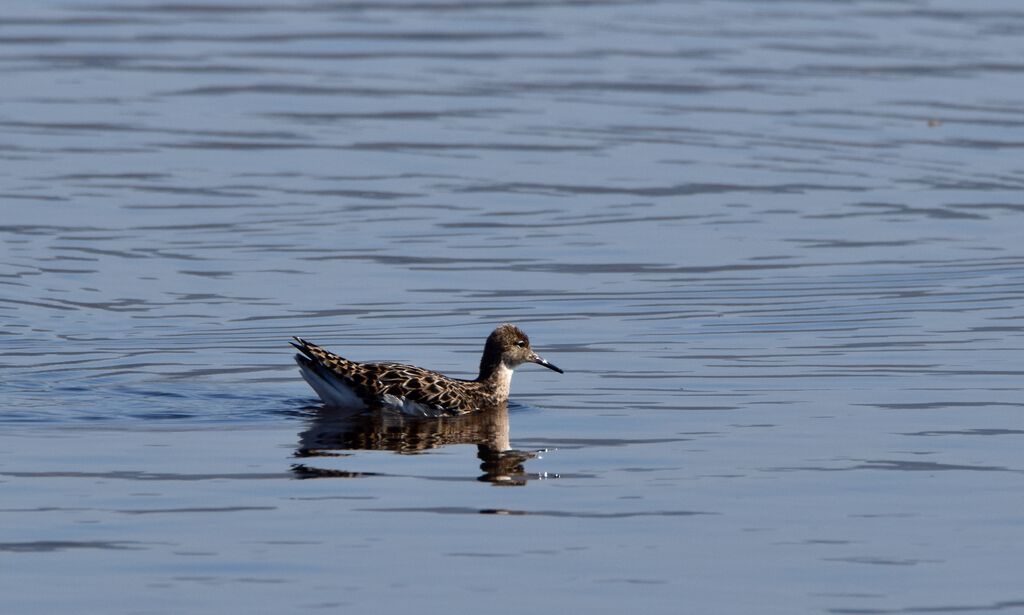 Ruffadult post breeding, identification, swimming