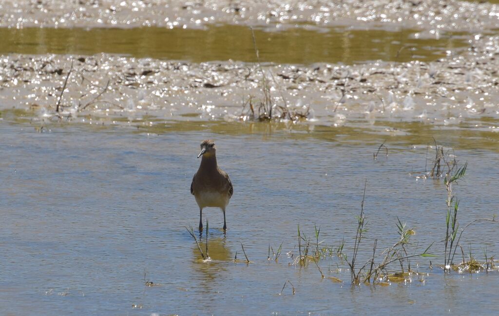 Combattant variéadulte internuptial, identification, marche