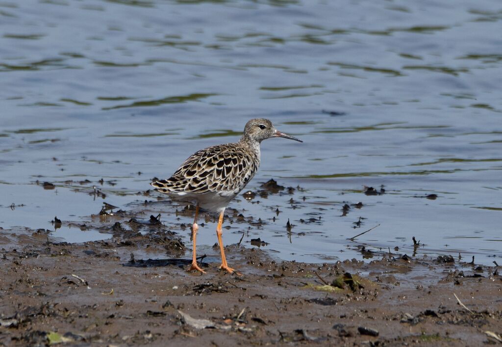 Combattant varié femelle adulte nuptial, identification, marche