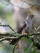 Common Cuckoo