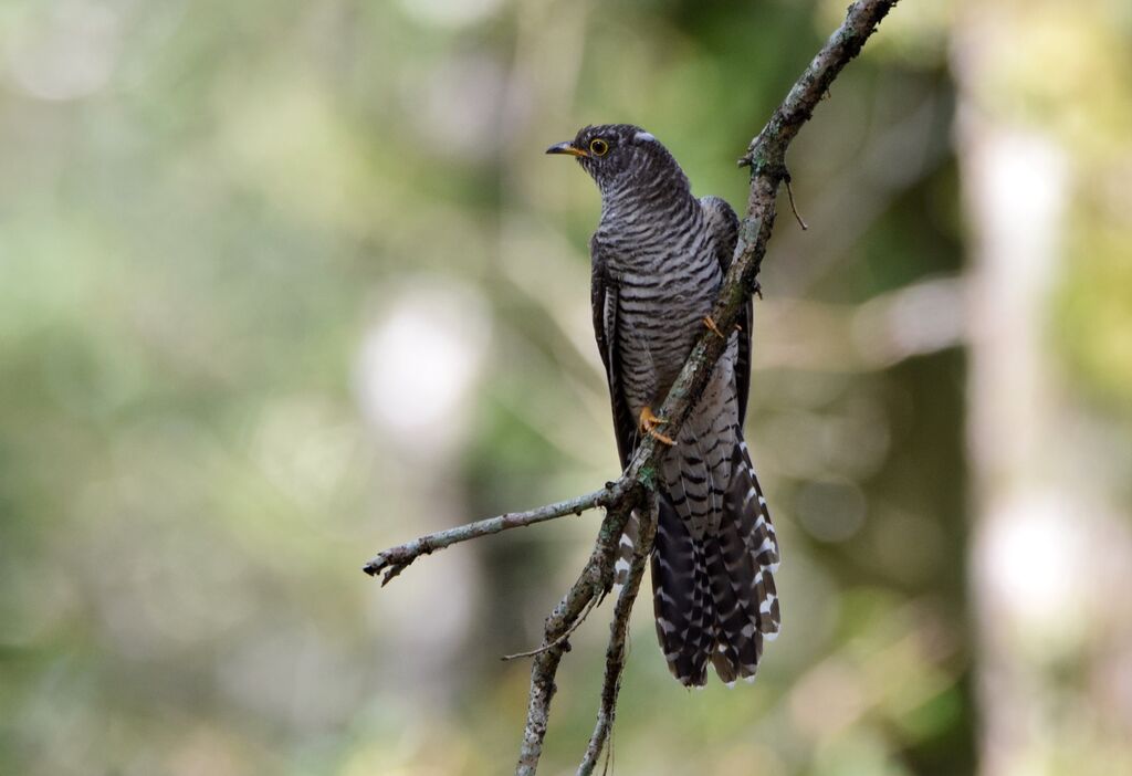 Common Cuckoojuvenile, identification