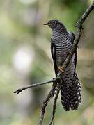 Common Cuckoo