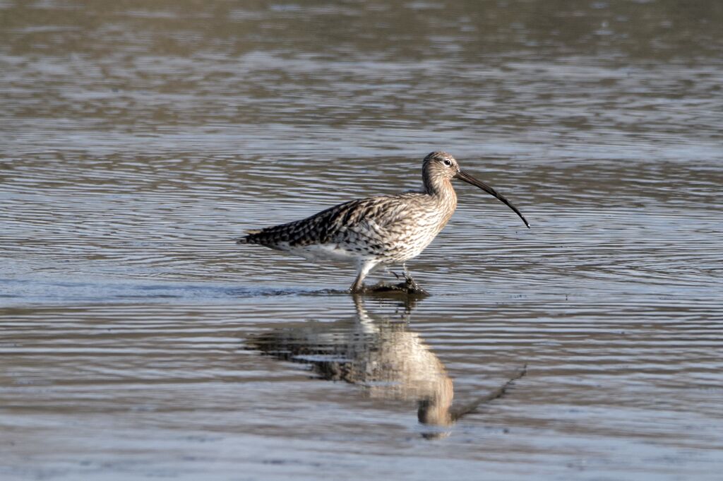 Eurasian Curlewadult post breeding, identification