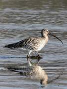 Eurasian Curlew