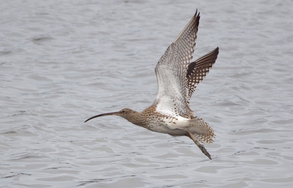 Eurasian Curlewadult post breeding, Flight