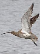 Eurasian Curlew