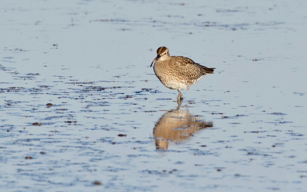 Eurasian Whimbreladult breeding, identification