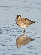 Eurasian Whimbrel