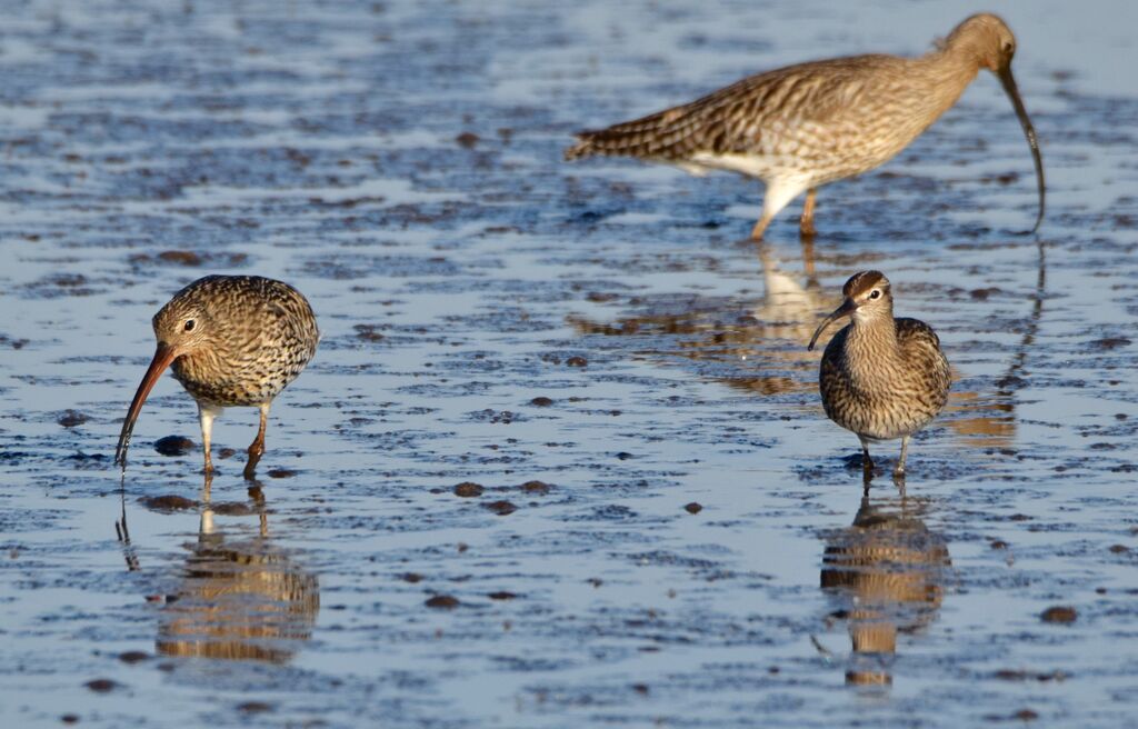 Whimbreladult breeding, walking