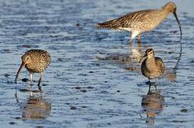 Eurasian Whimbrel