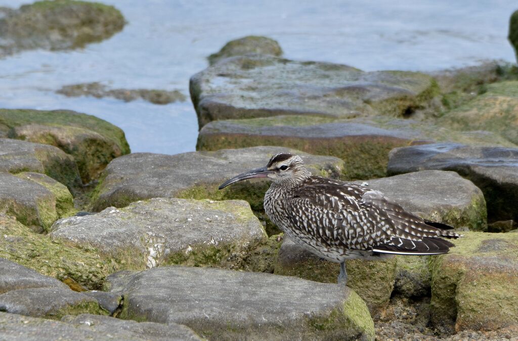 Eurasian Whimbreladult post breeding, identification