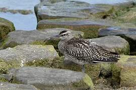 Eurasian Whimbrel