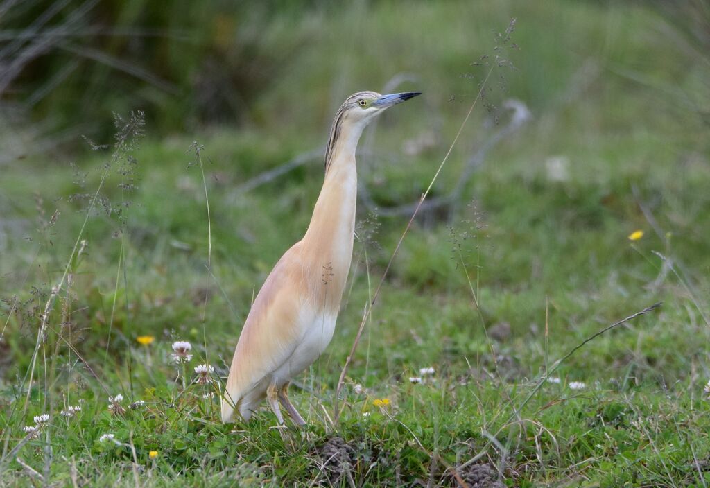 Crabier cheveluadulte nuptial, identification, pigmentation, marche