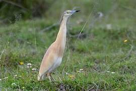 Squacco Heron