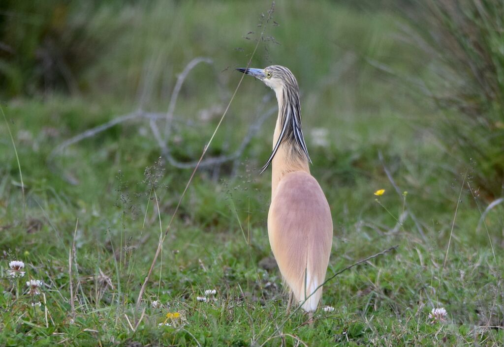 Squacco Heronadult breeding, identification, pigmentation, walking