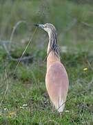 Squacco Heron