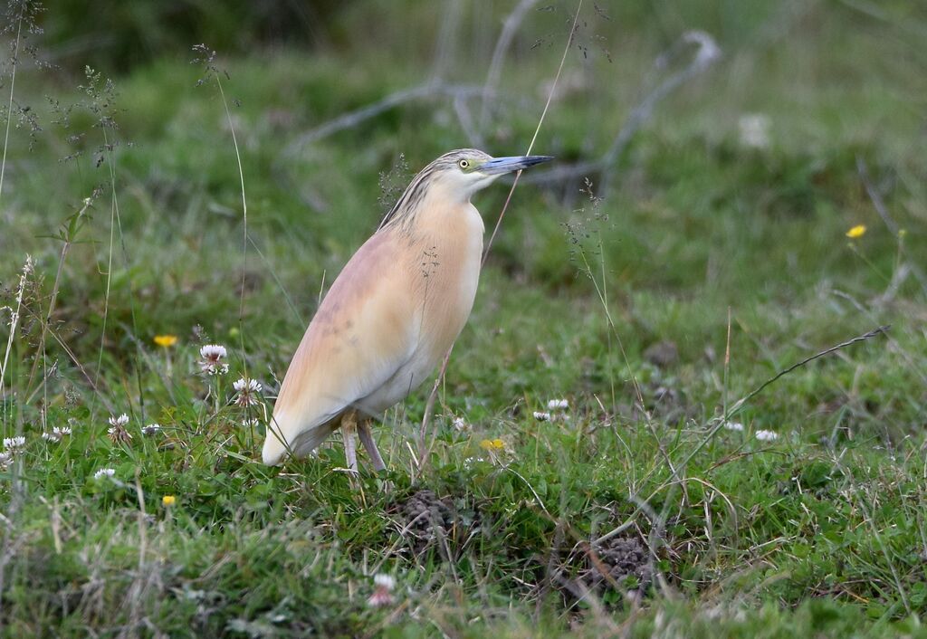 Crabier cheveluadulte nuptial, identification, pigmentation, marche