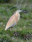 Squacco Heron