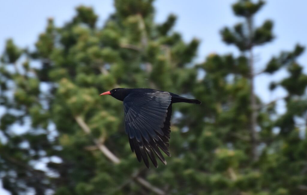 Red-billed Choughadult, Flight