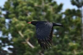 Red-billed Chough