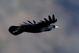 Red-billed Chough