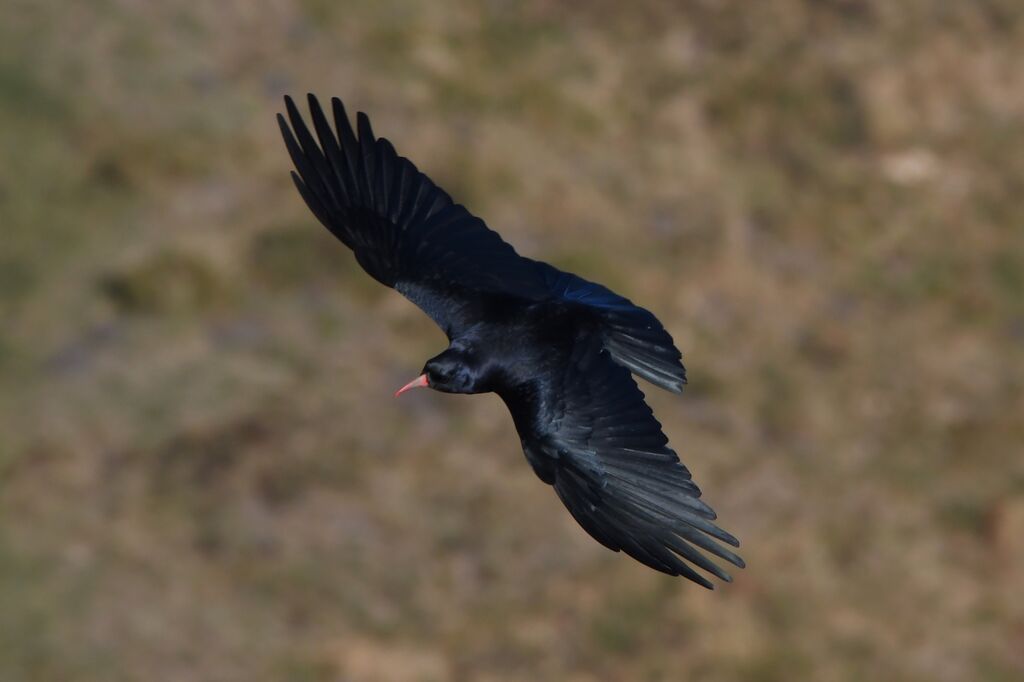 Red-billed Choughadult post breeding, Flight