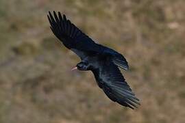 Red-billed Chough