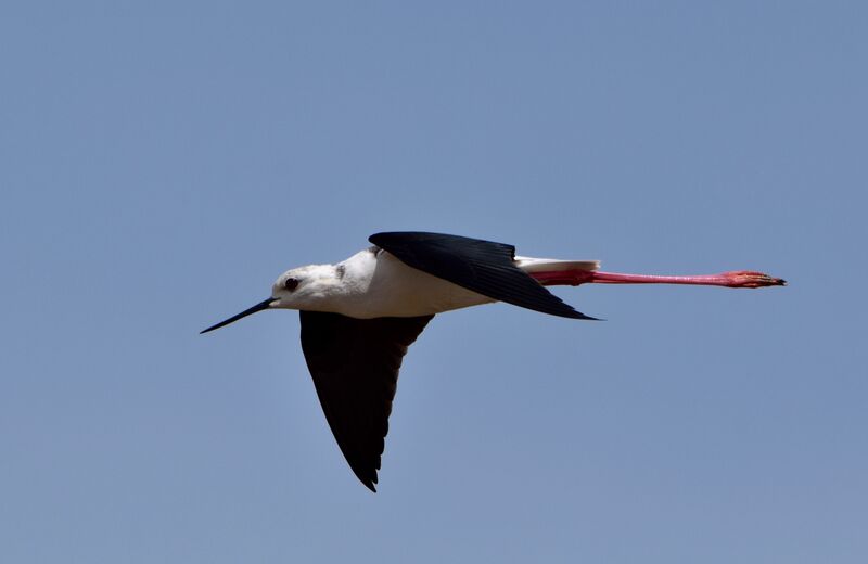 Black-winged Stilt female adult breeding, Flight