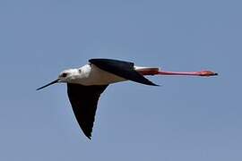 Black-winged Stilt