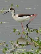 Black-winged Stilt