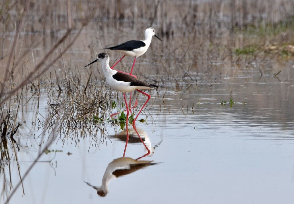 Black-winged Stiltadult breeding, walking