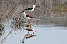 Black-winged Stilt