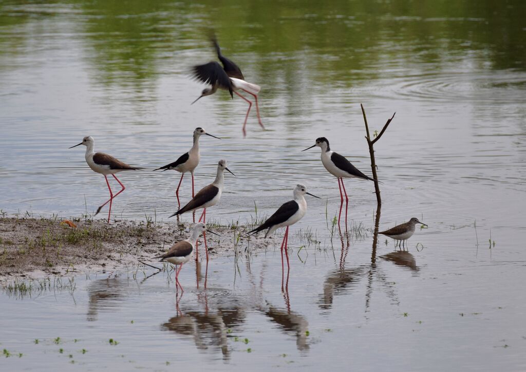 Black-winged Stiltadult breeding, habitat