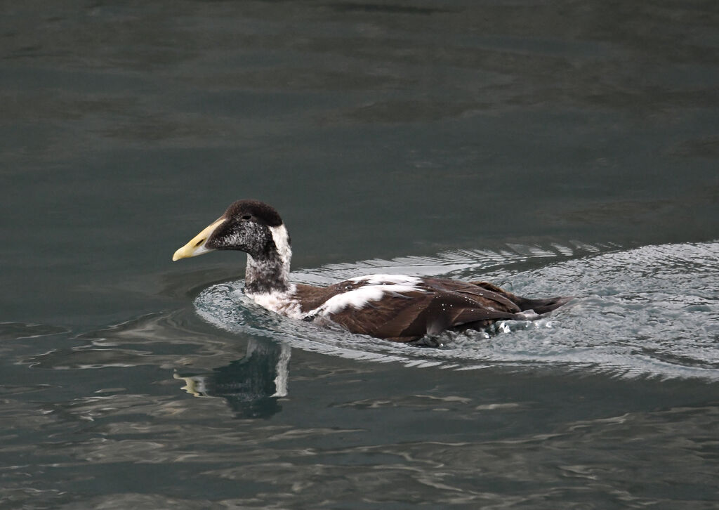 Common Eider male First year, identification, moulting, swimming