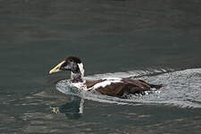 Eider à duvet