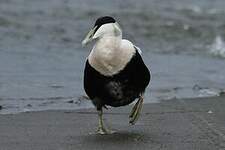 Eider à duvet