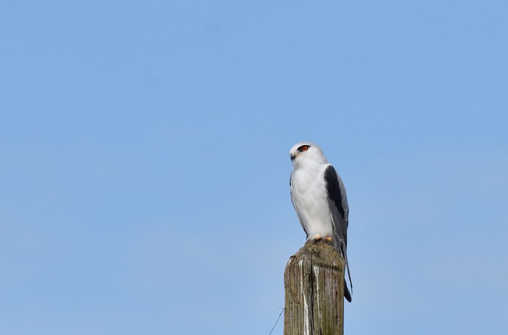 Black-winged Kiteadult, identification