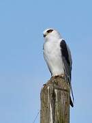 Black-winged Kite