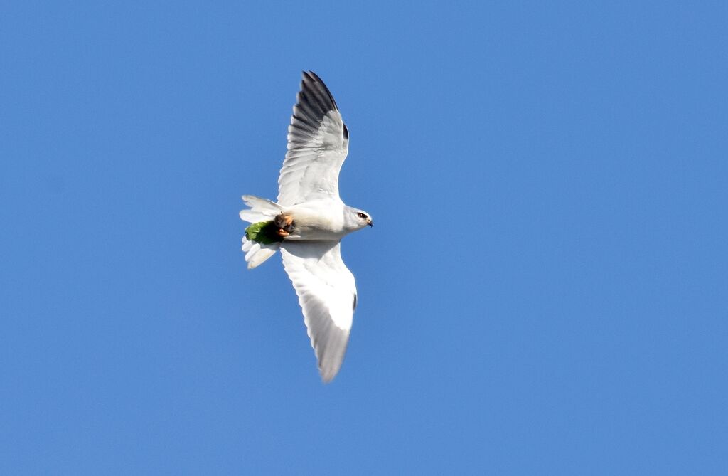 Élanion blancadulte nuptial, identification, Vol, pêche/chasse