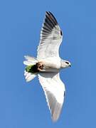 Black-winged Kite