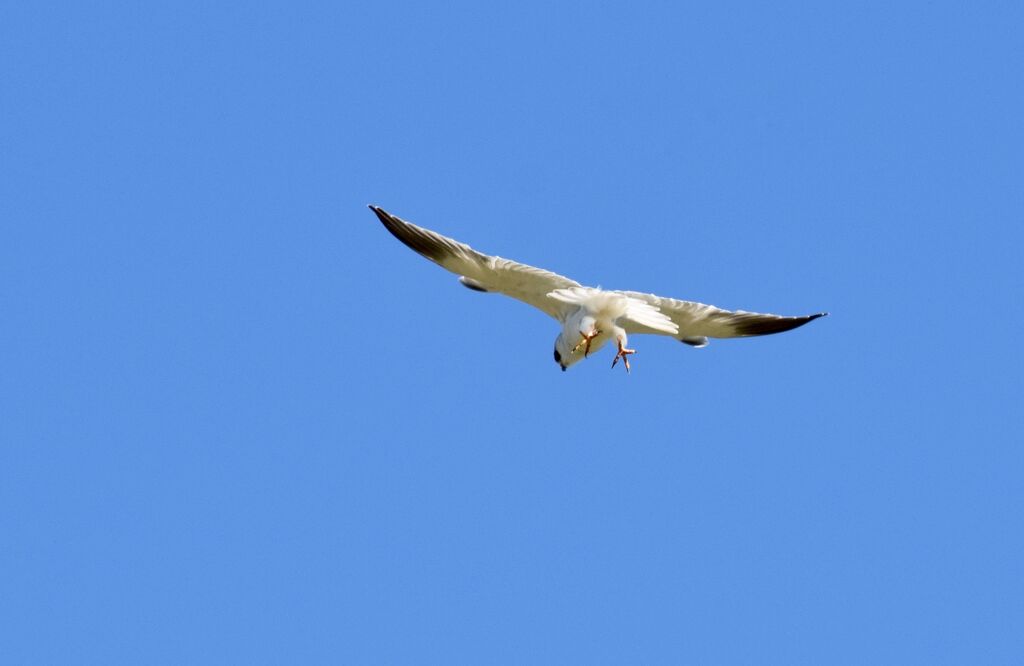 Black-winged Kiteadult, identification, Flight, fishing/hunting