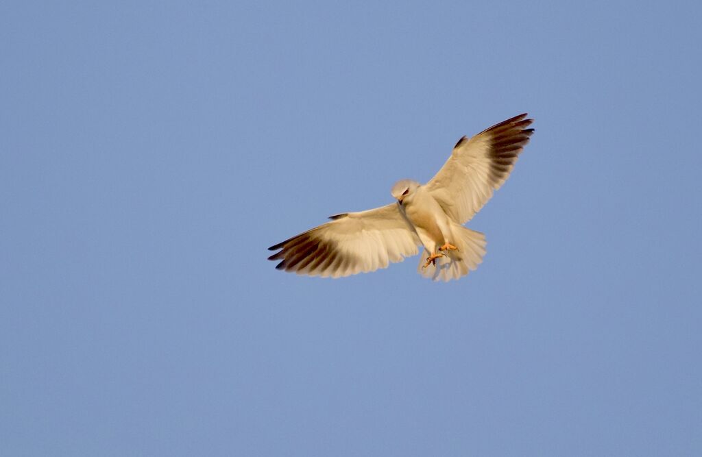 Black-winged Kite