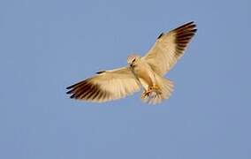 Black-winged Kite