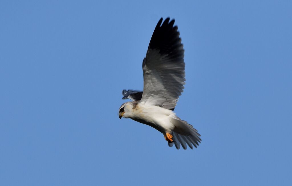 Élanion blancimmature, identification, Vol, pêche/chasse