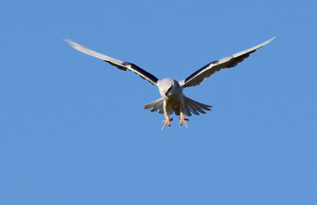 Black-winged Kiteadult transition, Flight, fishing/hunting