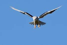 Black-winged Kite