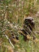 European Nightjar