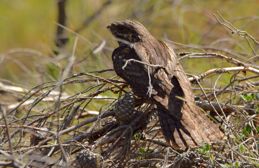 European Nightjarjuvenile, identification